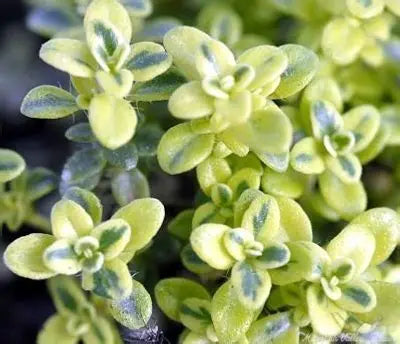 Highland Creme Thyme