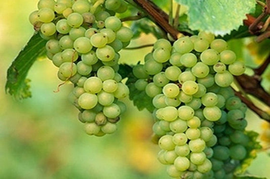 Himrod Grapevine