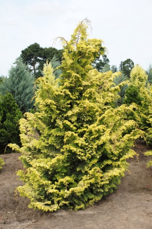 Cypress Golden Hinoki