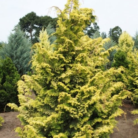 Golden Hinoki Cypress