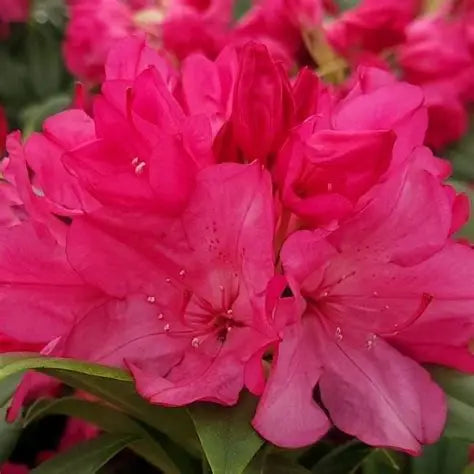Rhododendron Holden's Fuschia