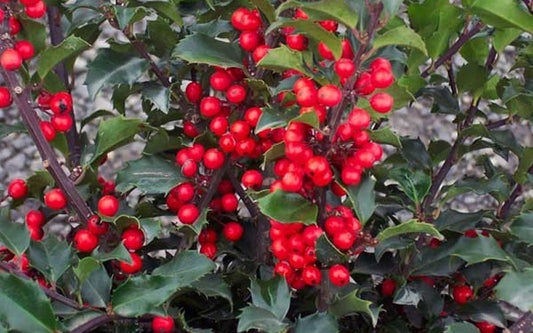 Holly Ilex China Girl