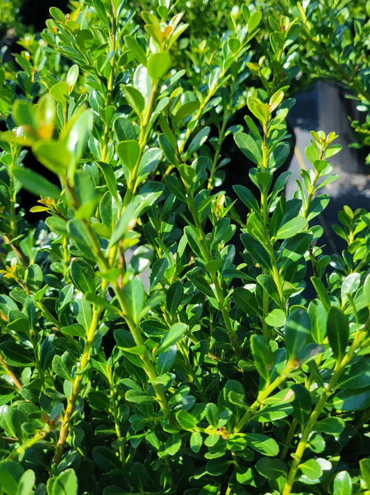 Holly Ilex Compacta