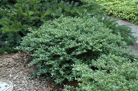 Holly Ilex Japanese Helleri
