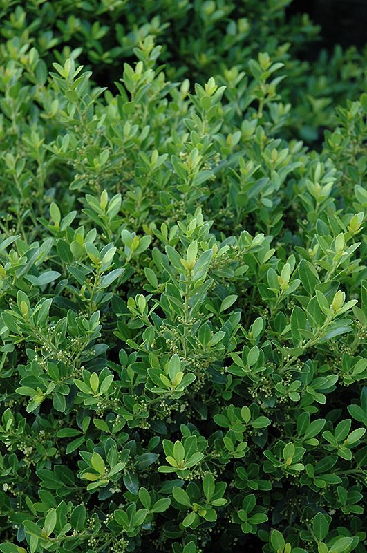 Holly Ilex Japanese Hoogendorn
