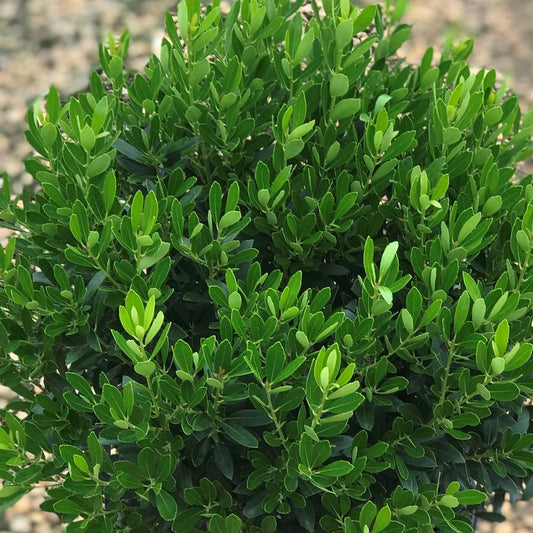 Holly Ilex Inkberry Shamrock