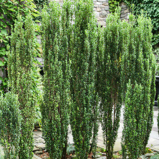 Holly Ilex Japanese Sky Pencil