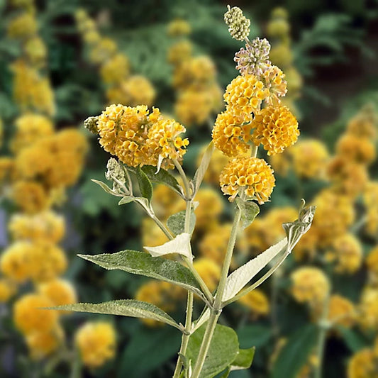 Buddleia Bush Yellow Honeycomb
