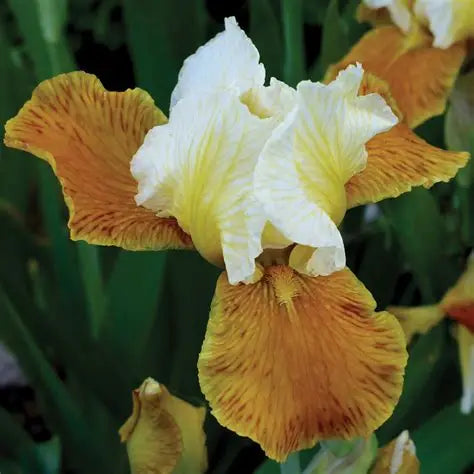 Iris Honey Glazed