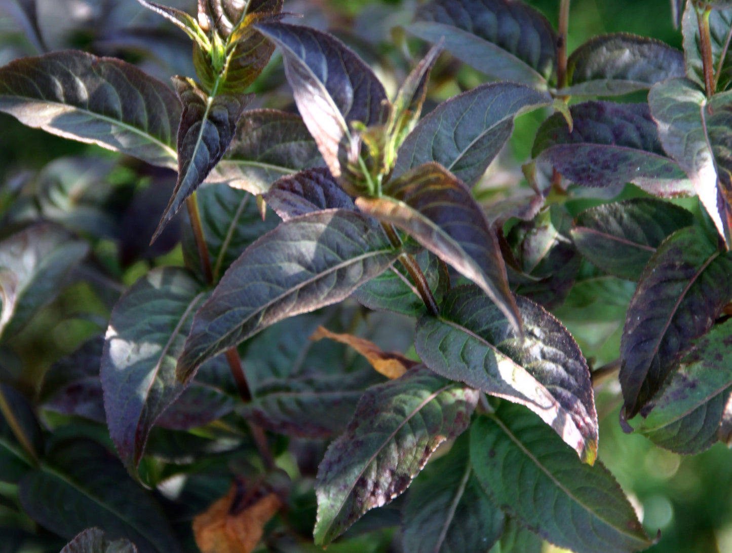 Honeysuckle Kodiak Black