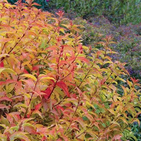 Honeysuckle Kodiak Orange