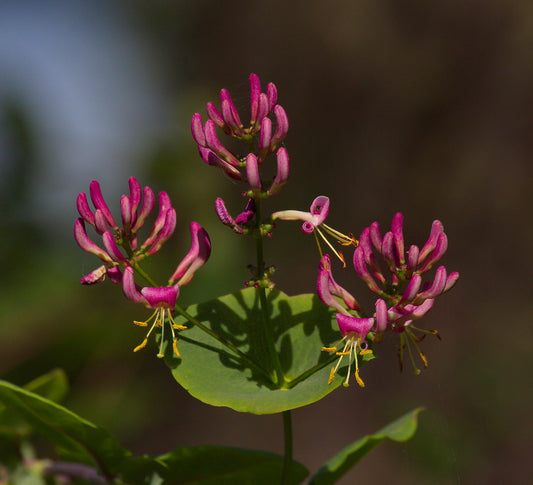 Honeysuckle Pink