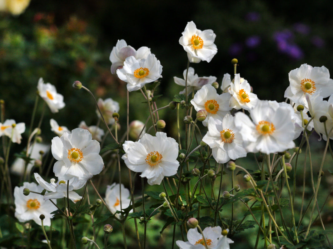 Anemone Honorine Jobert
