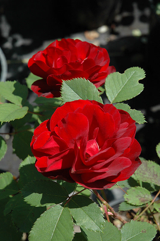 Rose Knockout Hope for Humanity