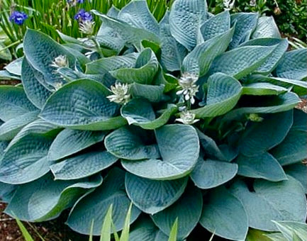 Hosta Blue Vision