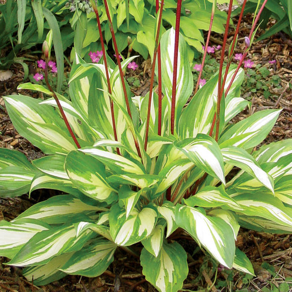 Hosta Cherry Berry