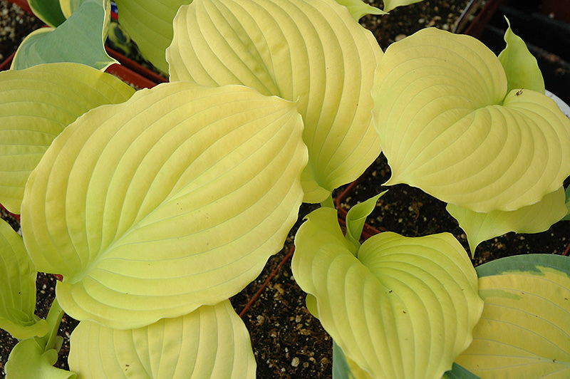 Hosta Dawn's Early Light