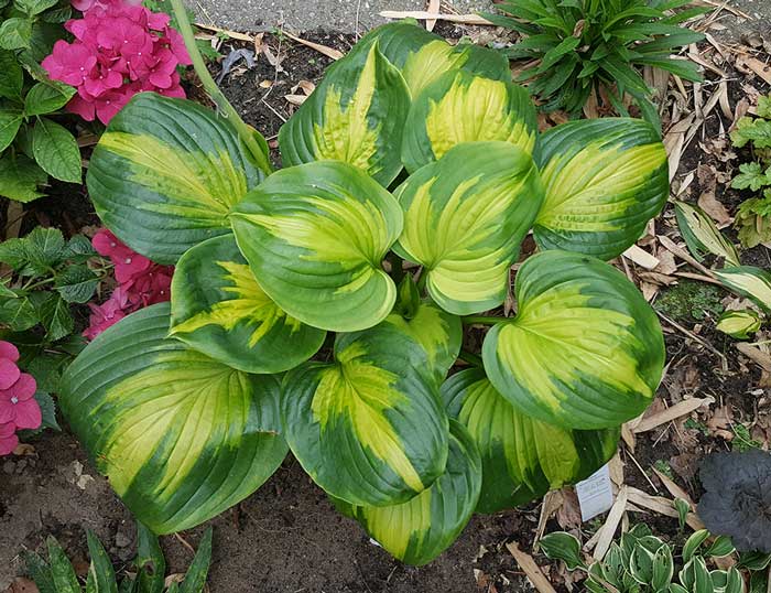 Hosta Enchiladas