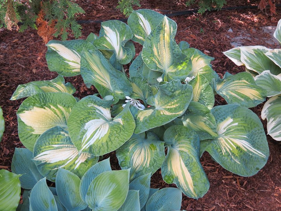 Hosta Golden Meadows