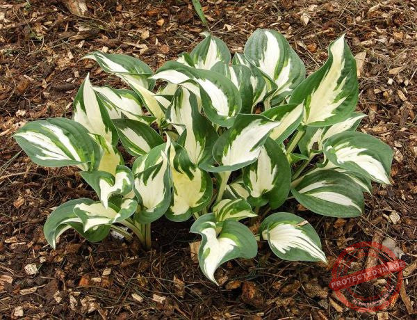 Hosta Paul Revere