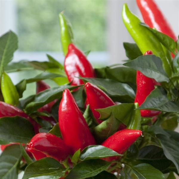 Super Hot Burrito Pepper
