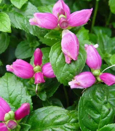 Chelone-Hot Lips