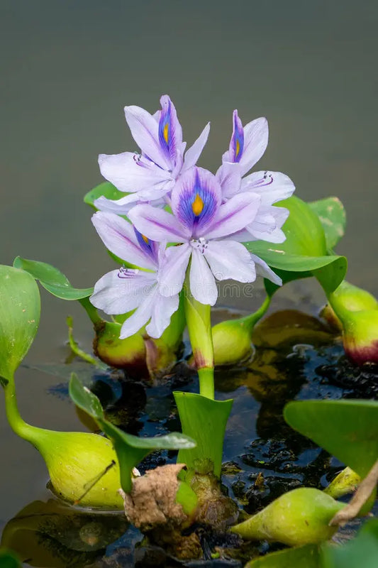 Hyacinth Hydro Floater