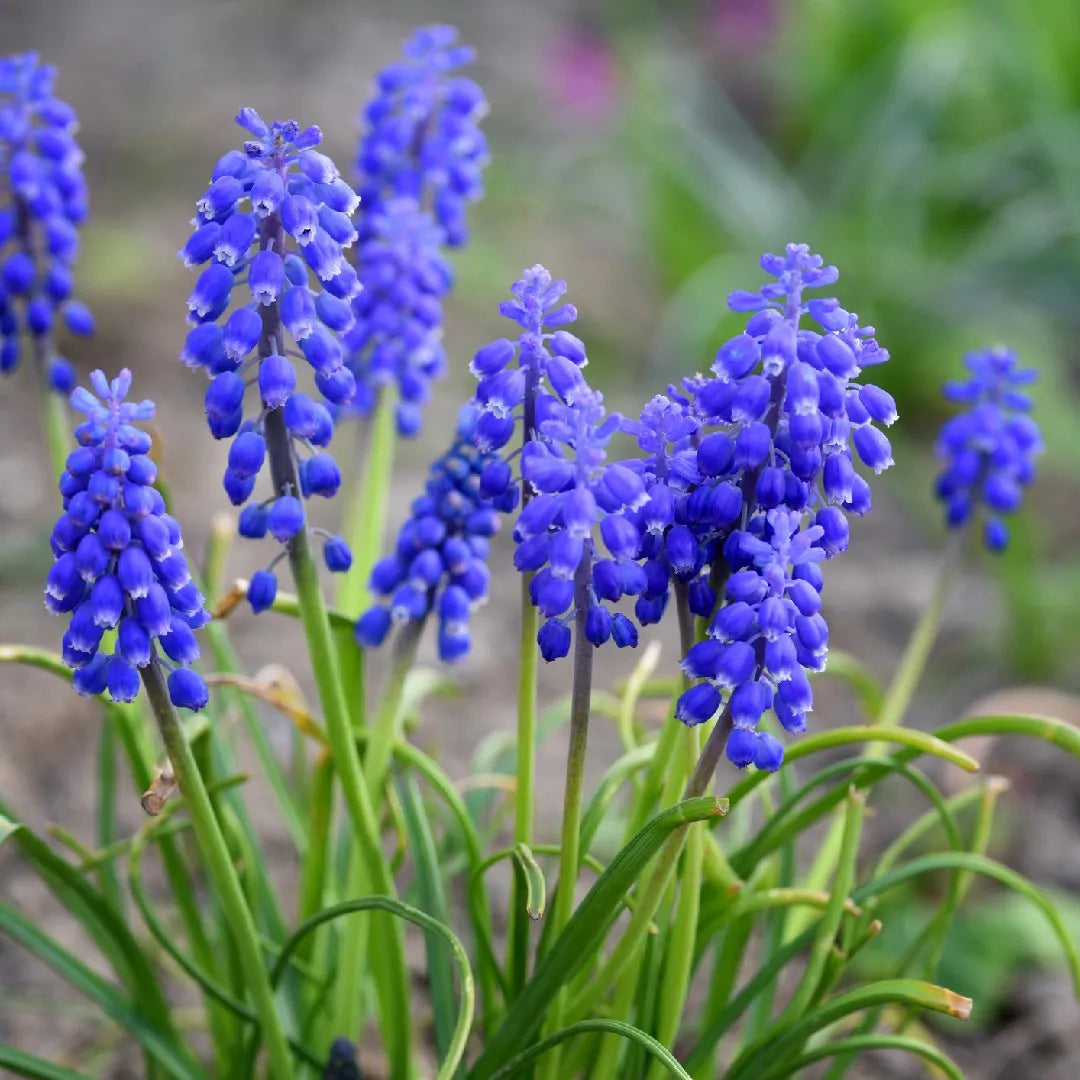 Hyacinth Muscari