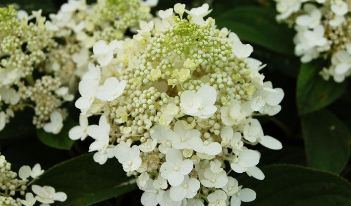 Hydrangea Baby Lace