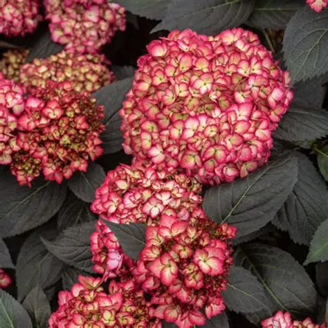 Hydrangea Ebony Glow