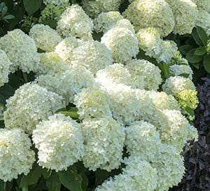 Hydrangea White Wedding