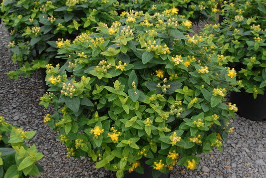 Hypercium Green