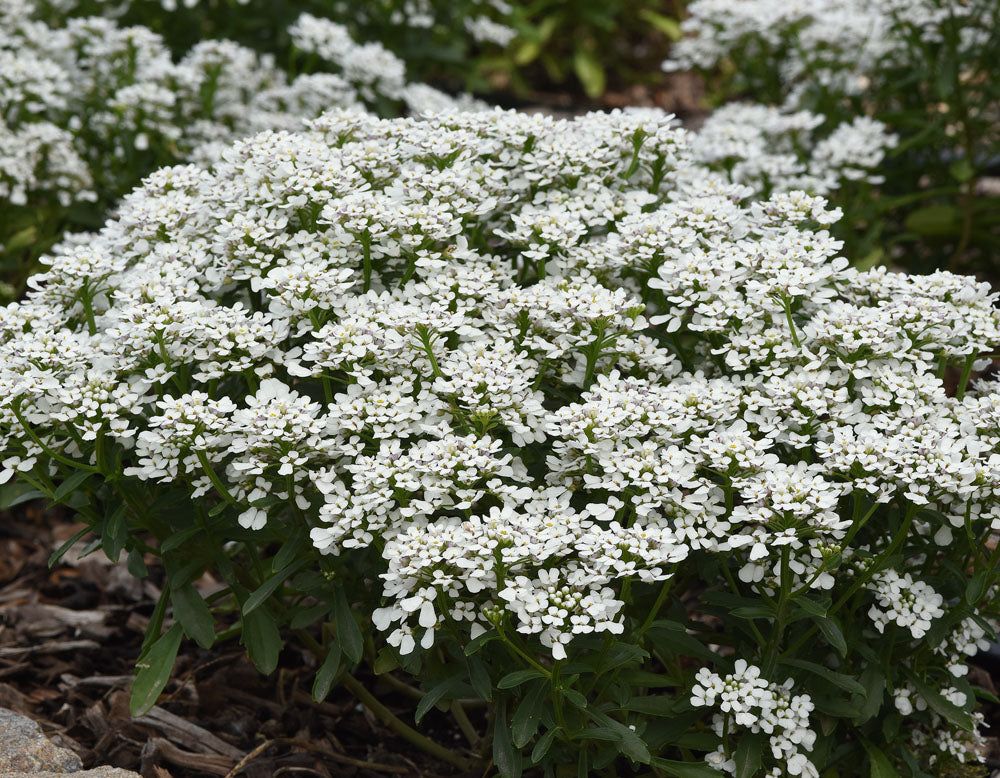 Iberis Summer Snowdrift