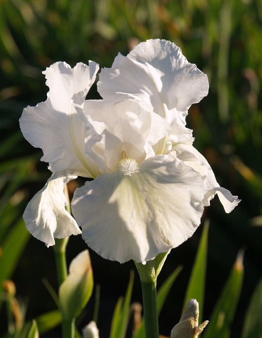 Iris Immortality