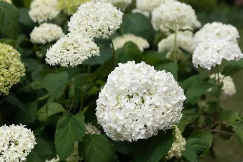 Hydrangea Incrediball