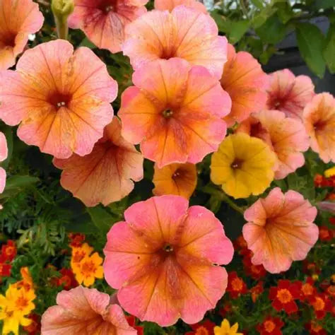 Petunia Indian Summer