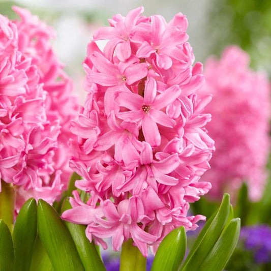 Hyacinth Pink Pearl