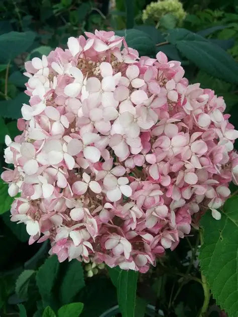 Hydrangea Invincibelle