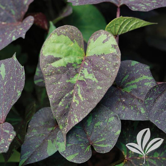 Ipomoea Potato vine Kelly Ray
