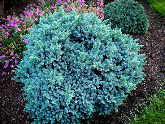Juniper Irish Blue