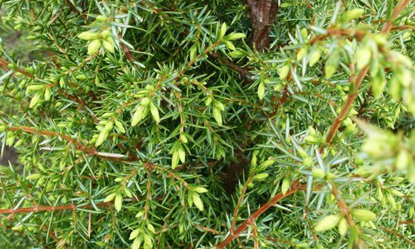 Iris Juniper