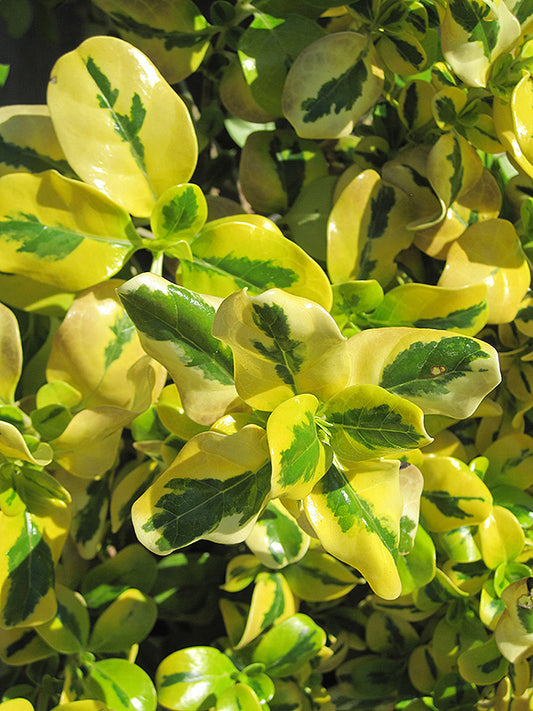 Taupata Mirrowbush