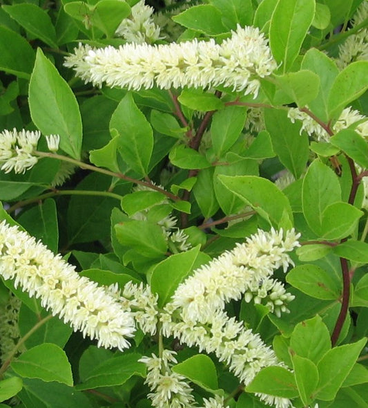 Itea Virginia Sweetspire