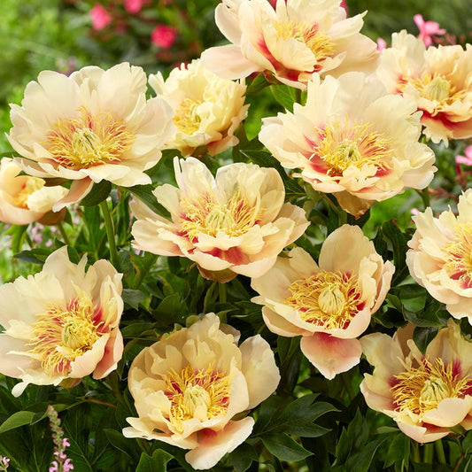 Peony Itoh Prairie Charm