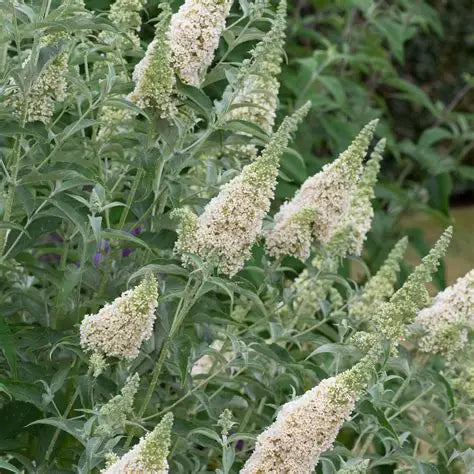 Buddleia Bush Ivory White