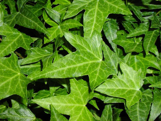 Ivy Needlepoint Vine