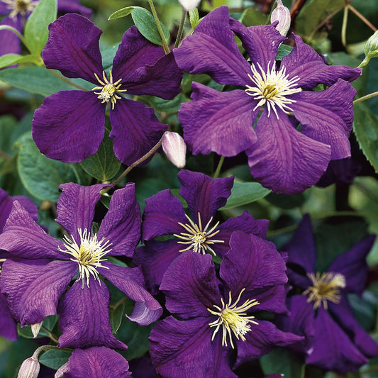 Clematis Jackmanii
