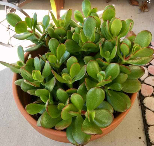 Crassula Jade