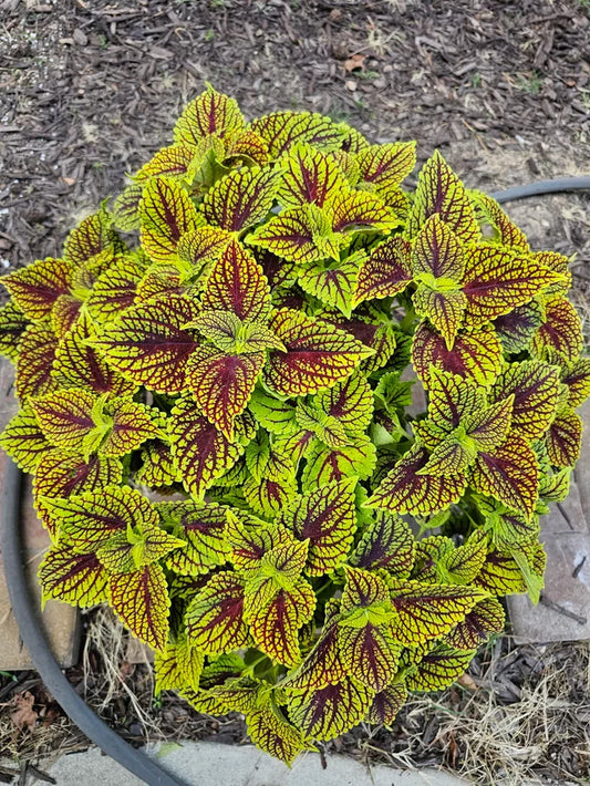 Coleus Jaguar Series
