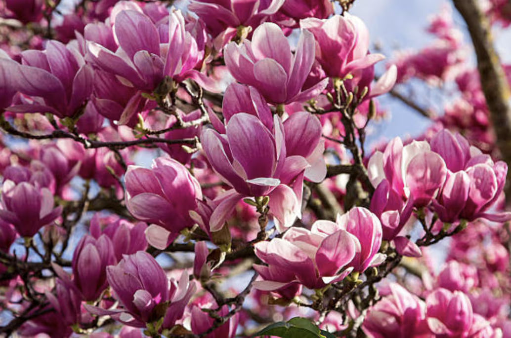 Jane Magnolia